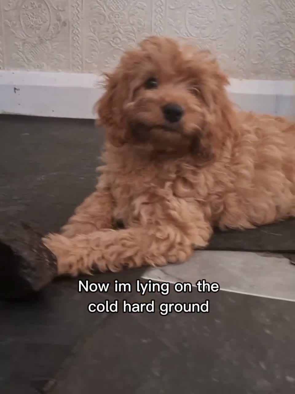 Cavapoo dogs for sale:  F1 Cavapoo 1Boy Available ready now 💚 - Video 1