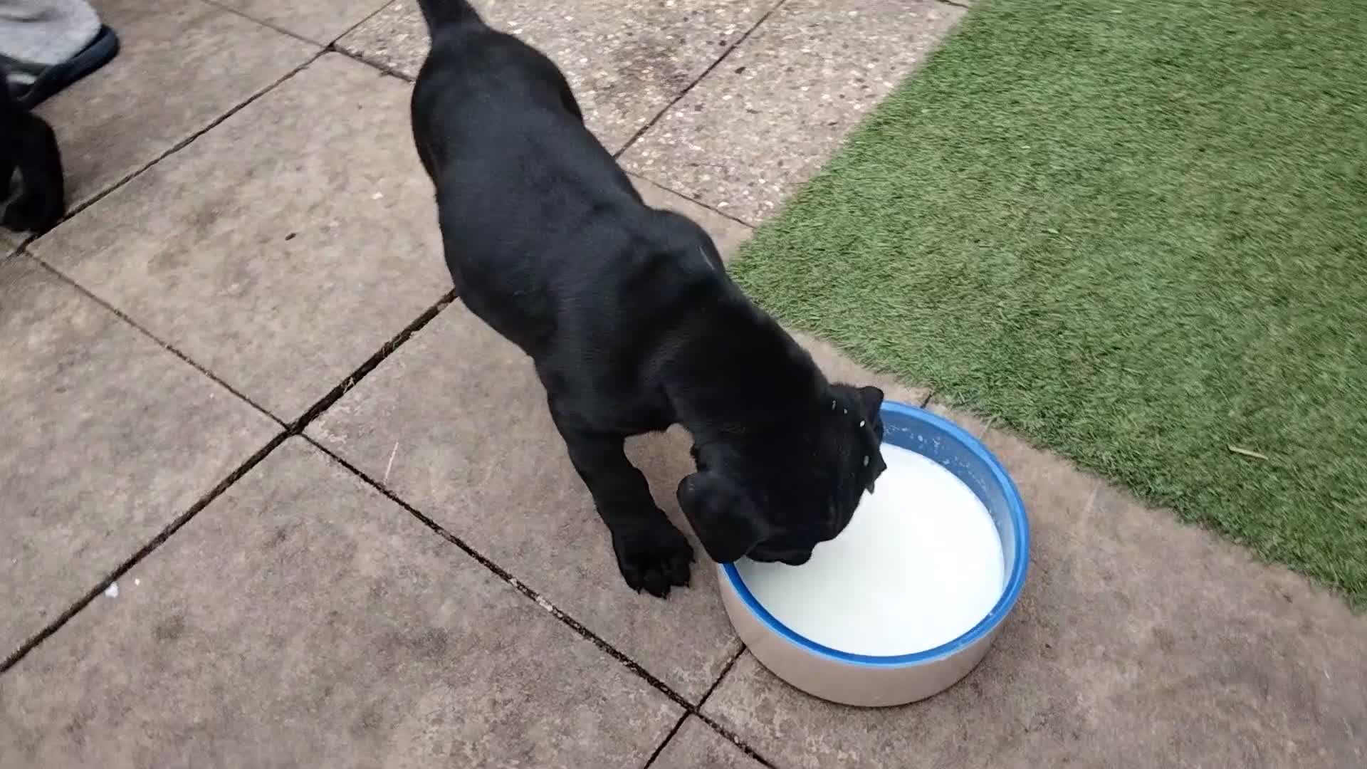 Cane Corso dogs for sale: Cane Corso puppies 14/11/25 - Video 3