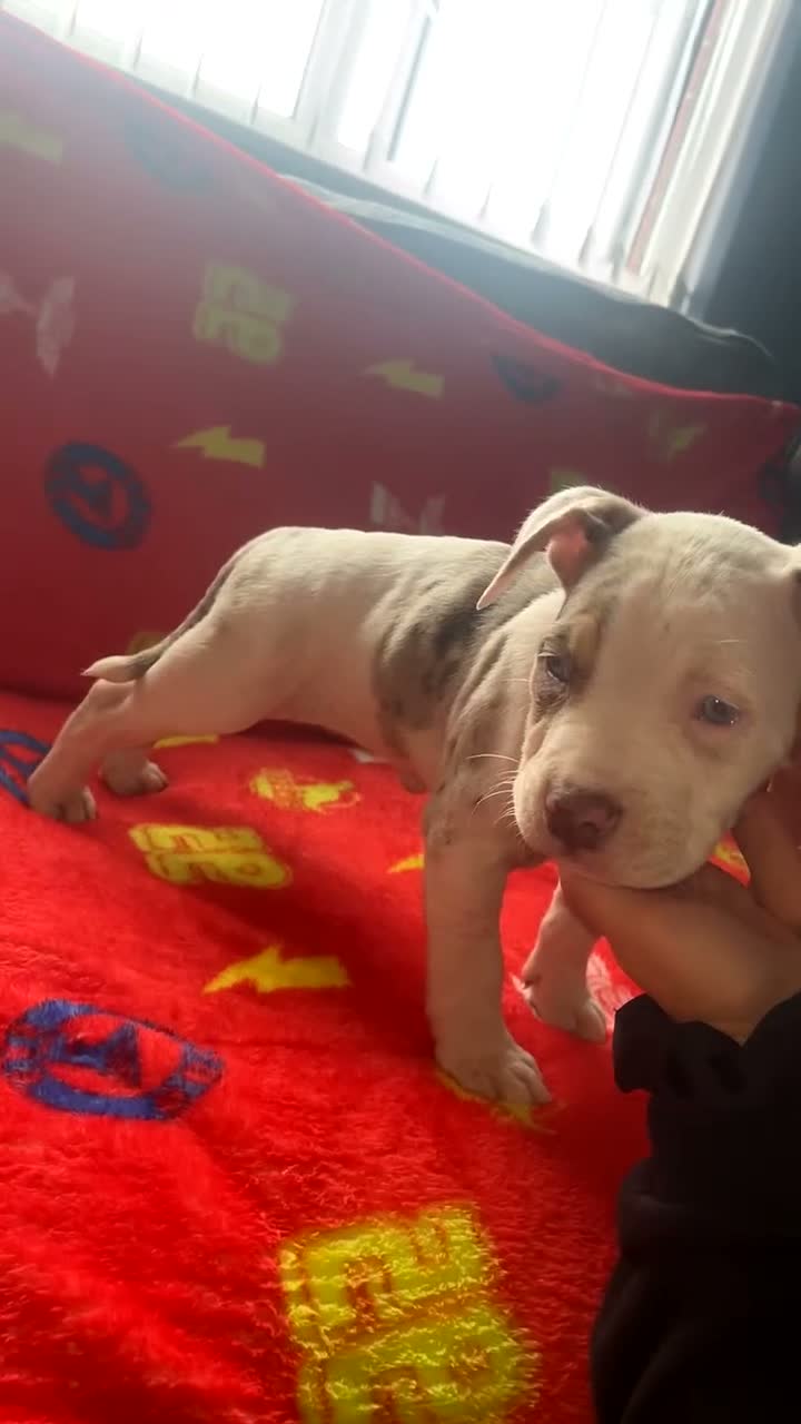 American Bully dogs for sale: All girls only  in Stockport - Video 4