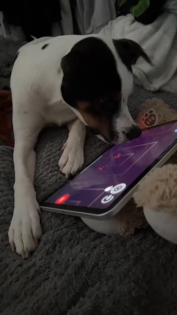 Mixed Breed dogs for sale: 🐾 Diego looking for his forever home 🐾 in Blackpool - Video 2