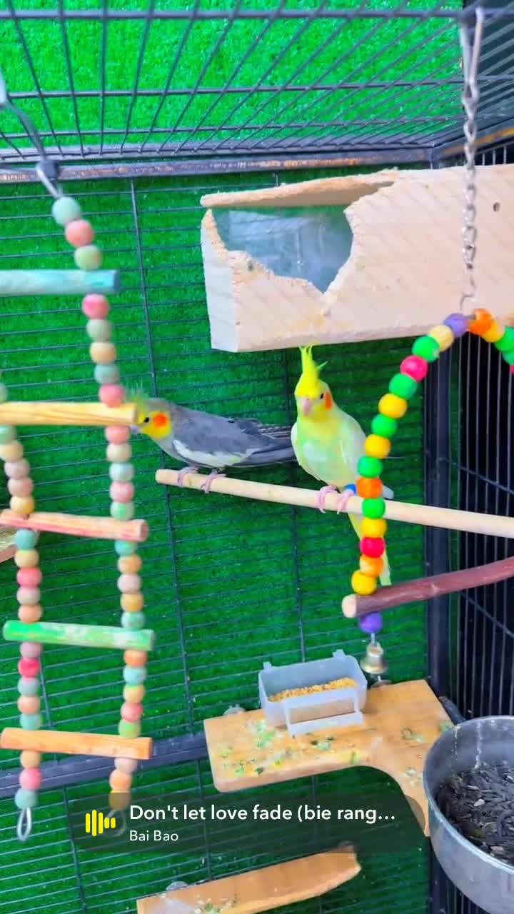 Cockatiels birds for sale: cockatiel bird - Video 1