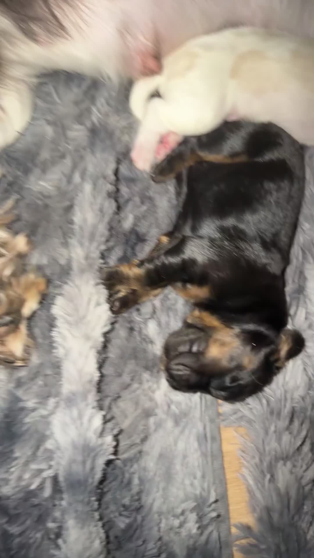 Sprocker dogs for sale: Adorable Sprocker puppies  - Video 3