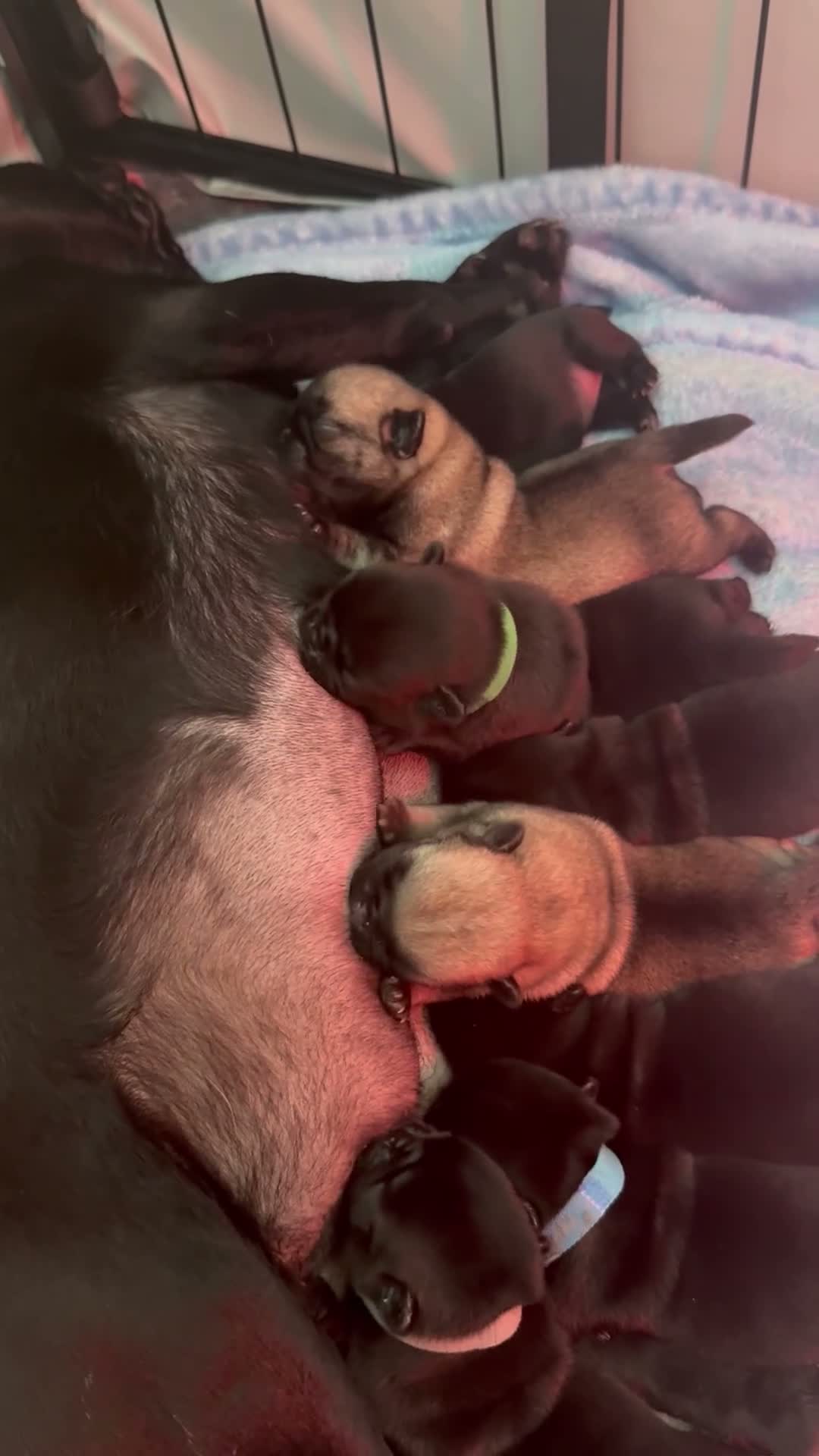 Pug dogs for sale: 🐾 **PUG PUPPIES – INTEREST NOW BEING TAKEN 🐾** - Video 2