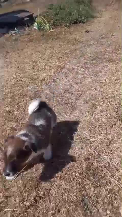 Jack Russell dogs for sale: Jack Russell boy puppy - Video 1