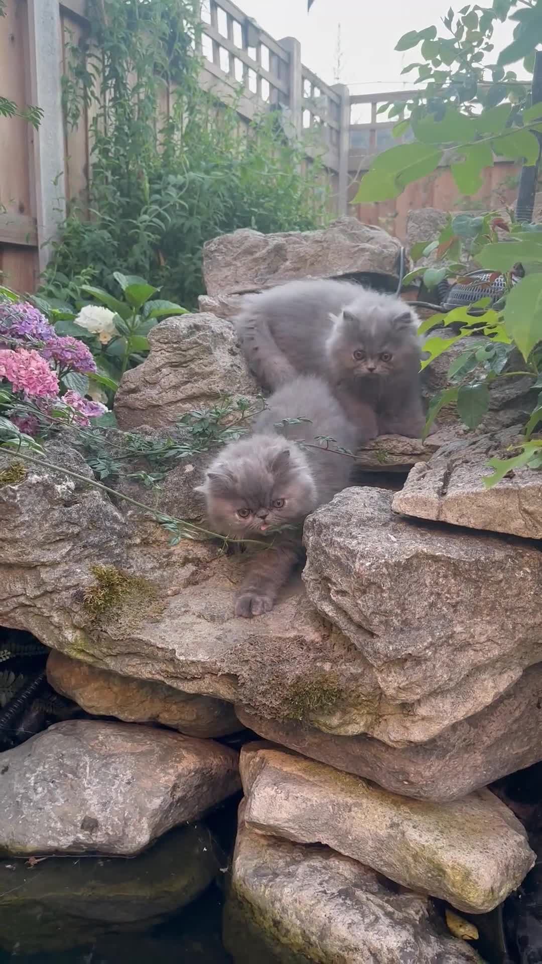 Persian cats for sale: 6th Generation pedigree Persian Kittens  - Video 2
