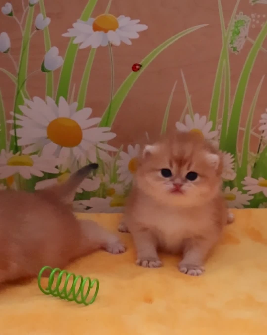 British Shorthair cats for sale: ✨Show quality Golden British Shorthair babies ✨ - Video 2