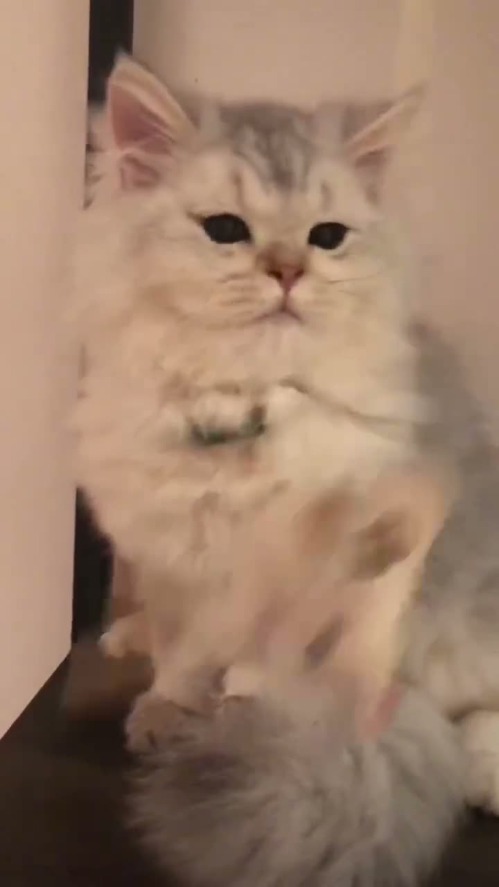 British Longhair cats for sale: British longhair  - Video 1