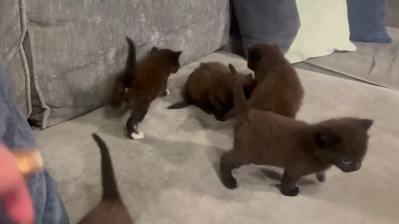 Mixed Breed cats for sale: Beautiful Kittens For Sale - Video 2