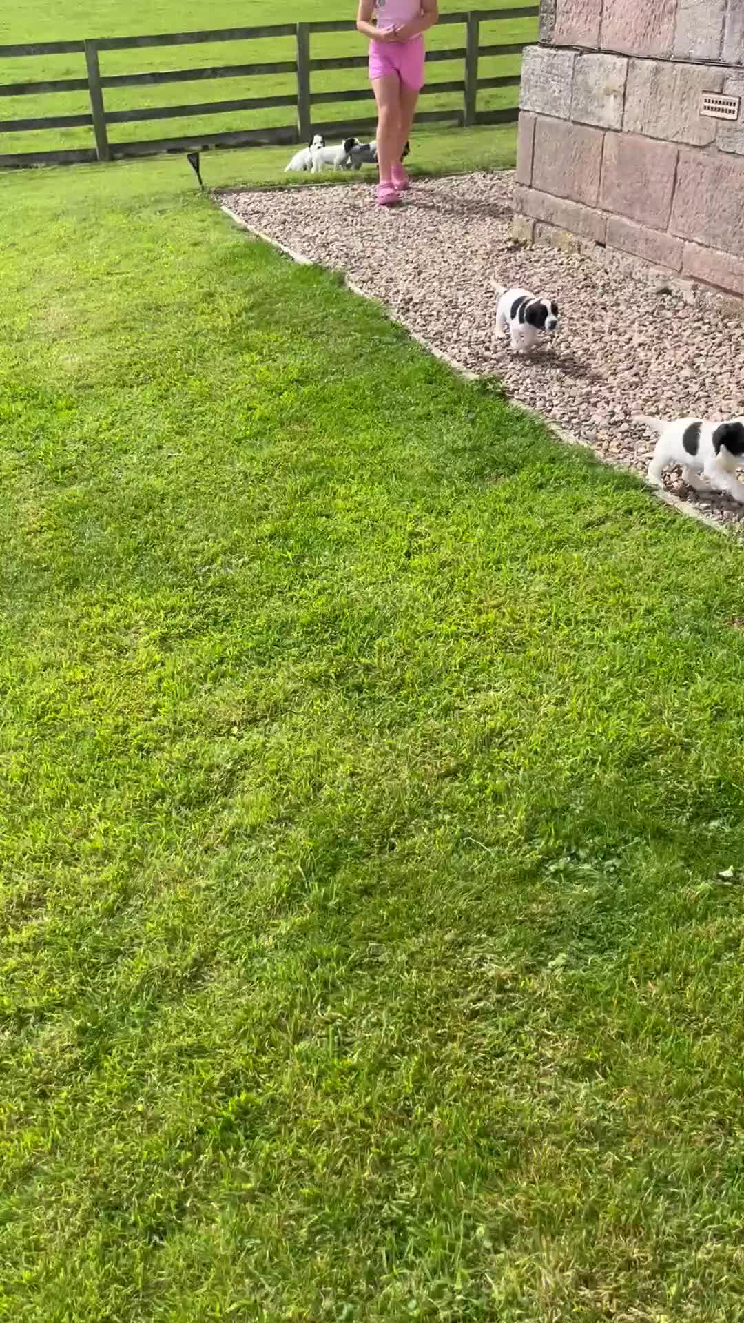 Cocker Spaniel dogs for sale: Stunning KC health tested Cocker pups  - Video 1