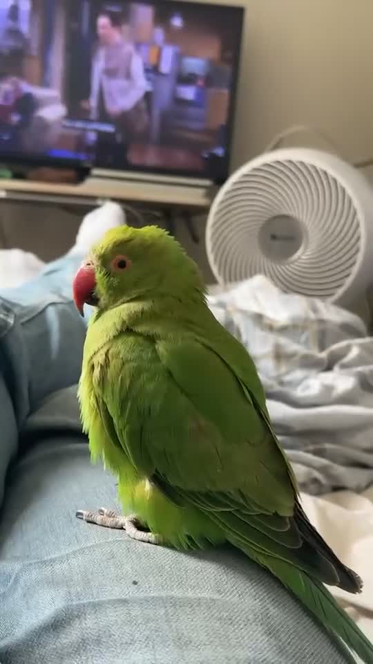 Ringnecks birds for sale: Beautiful Indian Ringneck - Video 1
