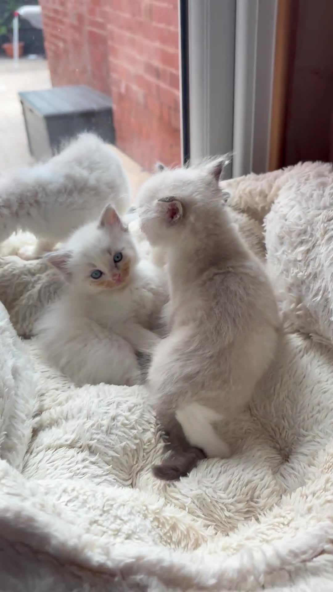 Ragdoll cats for sale: One gorgeous boy,  Luxury pedigree. - Video 3