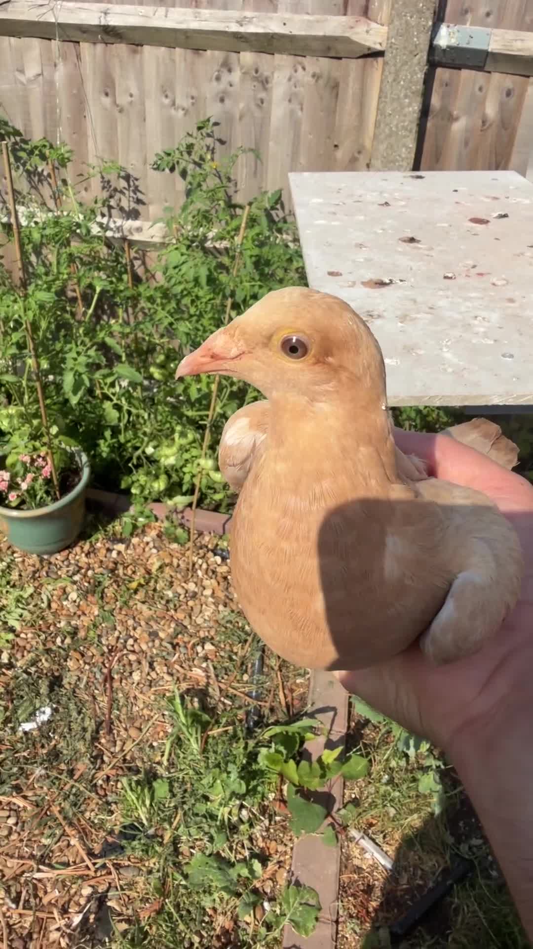 Pigeons birds for sale: Different pigeons for sale  - Video 3