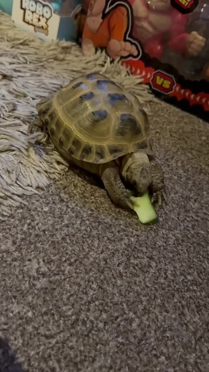 Tortoise reptiles for sale: Horsefield tortoise  in Redditch - Video 2