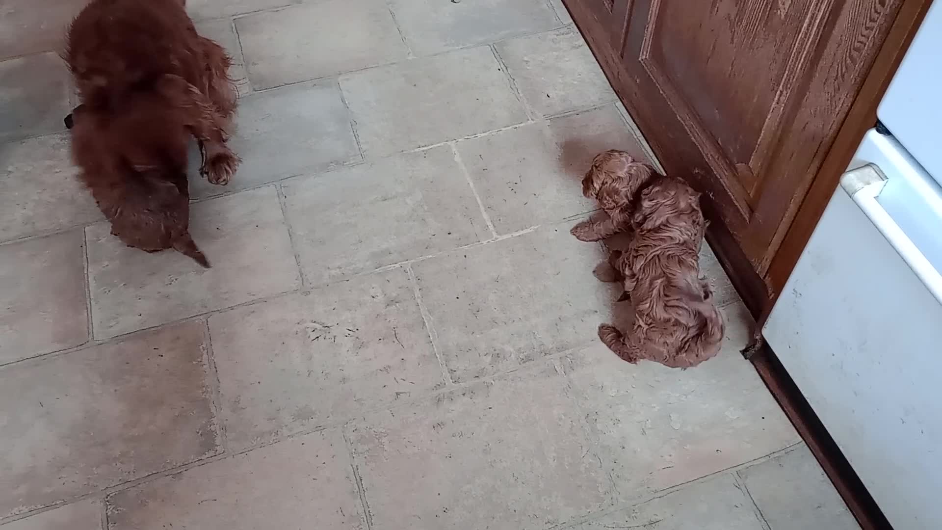 Cavapoo dogs for sale: Gorgeous Red F1 Cavapoo Puppies With H/T Parents - Video 1