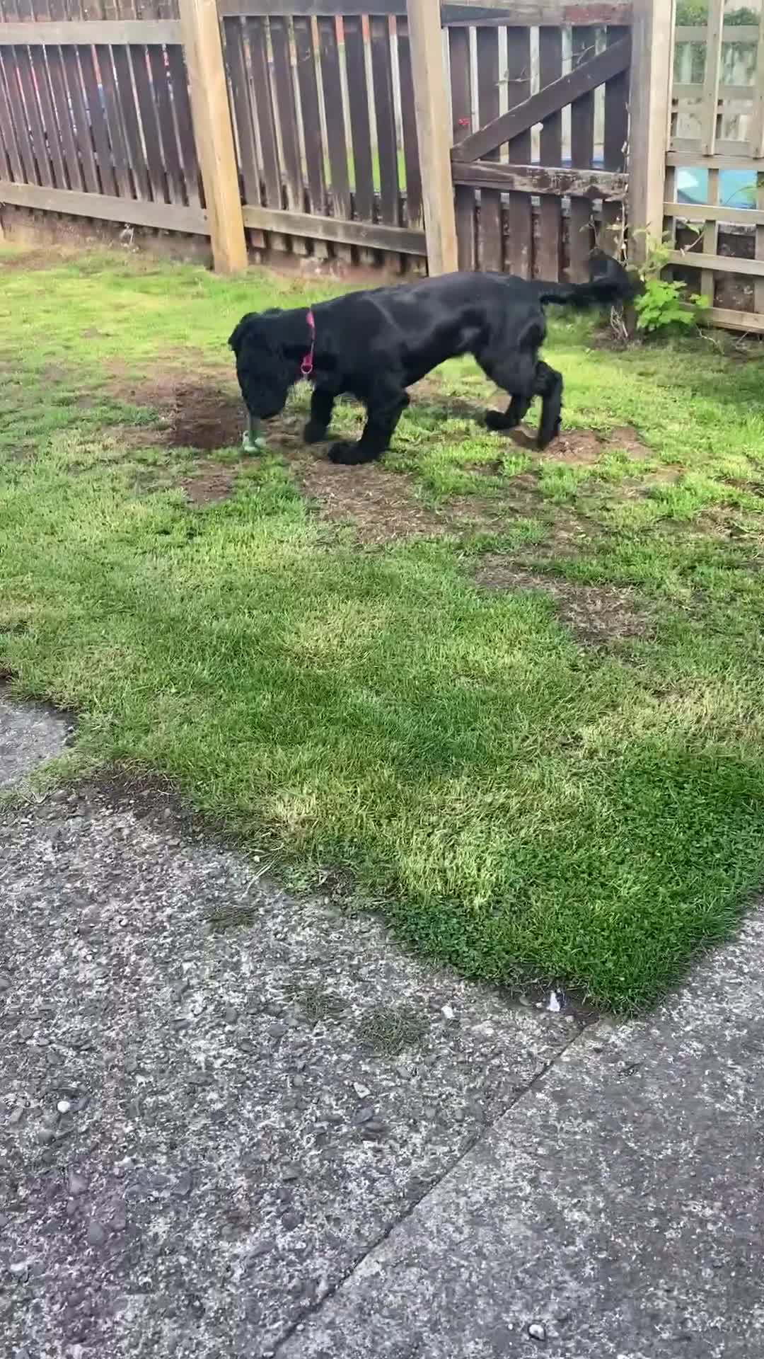 Mixed Breed dogs for sale: Sprocker spaniel cross - Video 1