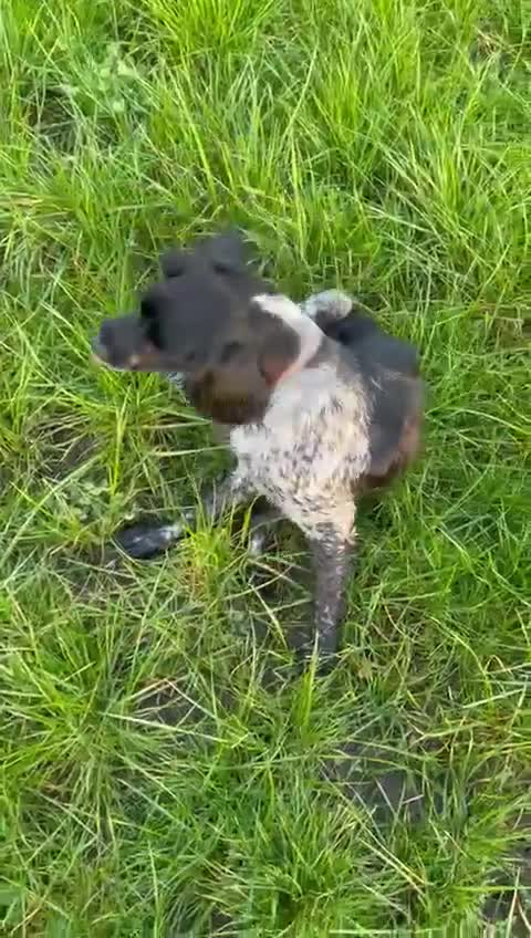 Mixed Breed dogs for adoption: George – Your Shadow, Snuggle Buddy & Best Friend in Nottingham - Video 1