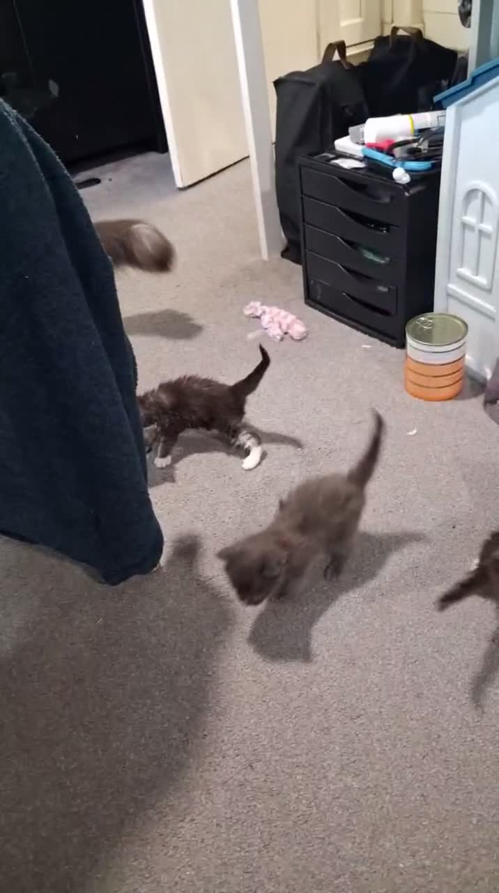 Maine Coon cats for sale: Tabby smoke main coon kittens - Video 1
