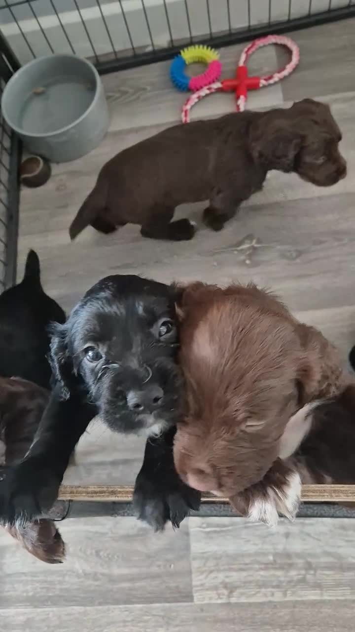 Sprocker dogs for sale: Working Sprocker Spaniels  - Video 4