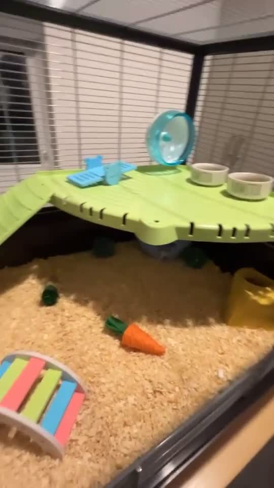 Hamster rodents for sale: 2 male gerbils - Video 1