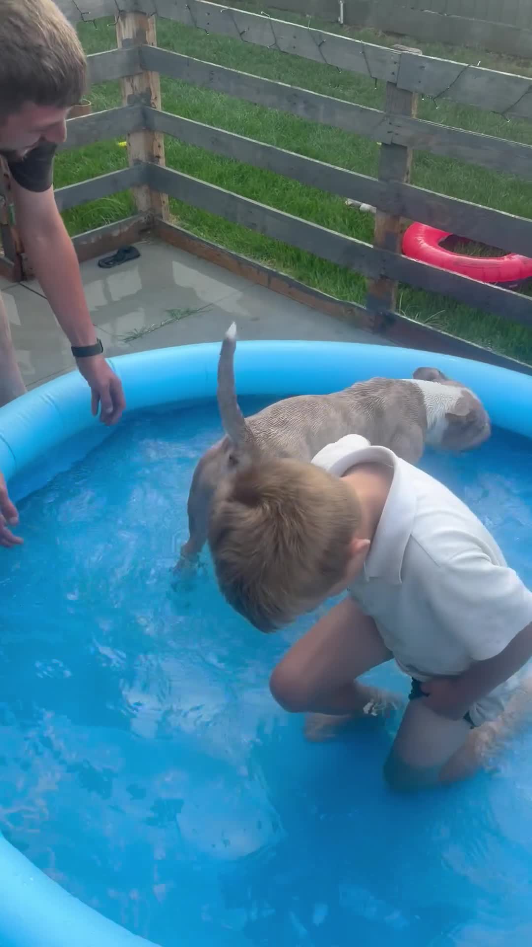 American Bully dogs for sale: Kiara - Video 1