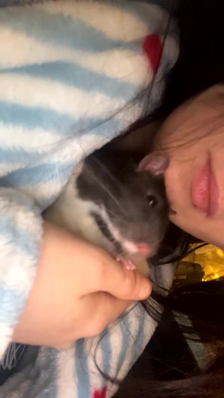 Rat rodents for sale: Loving Home Wanted for Two Male Rats + Full Setup - Video 1