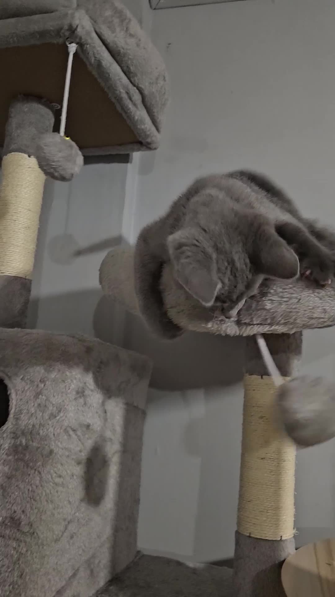 Russian Blue cats for sale: TICA Russian Blue  - Video 2