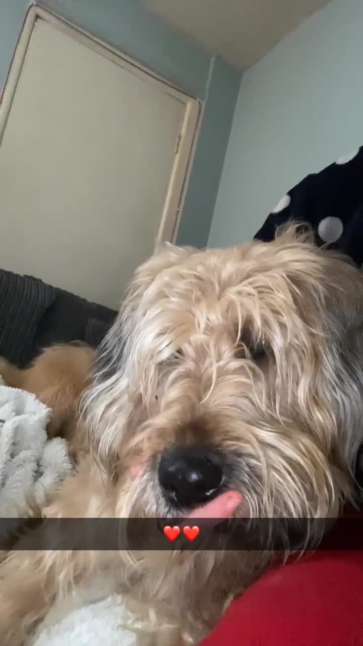 Mixed Breed dogs for sale: Kennedy  - Video 2
