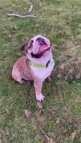 English Bulldog dogs for stud: PROVEN -SHRINKABULLS bloodline.  in Coventry - Video 1