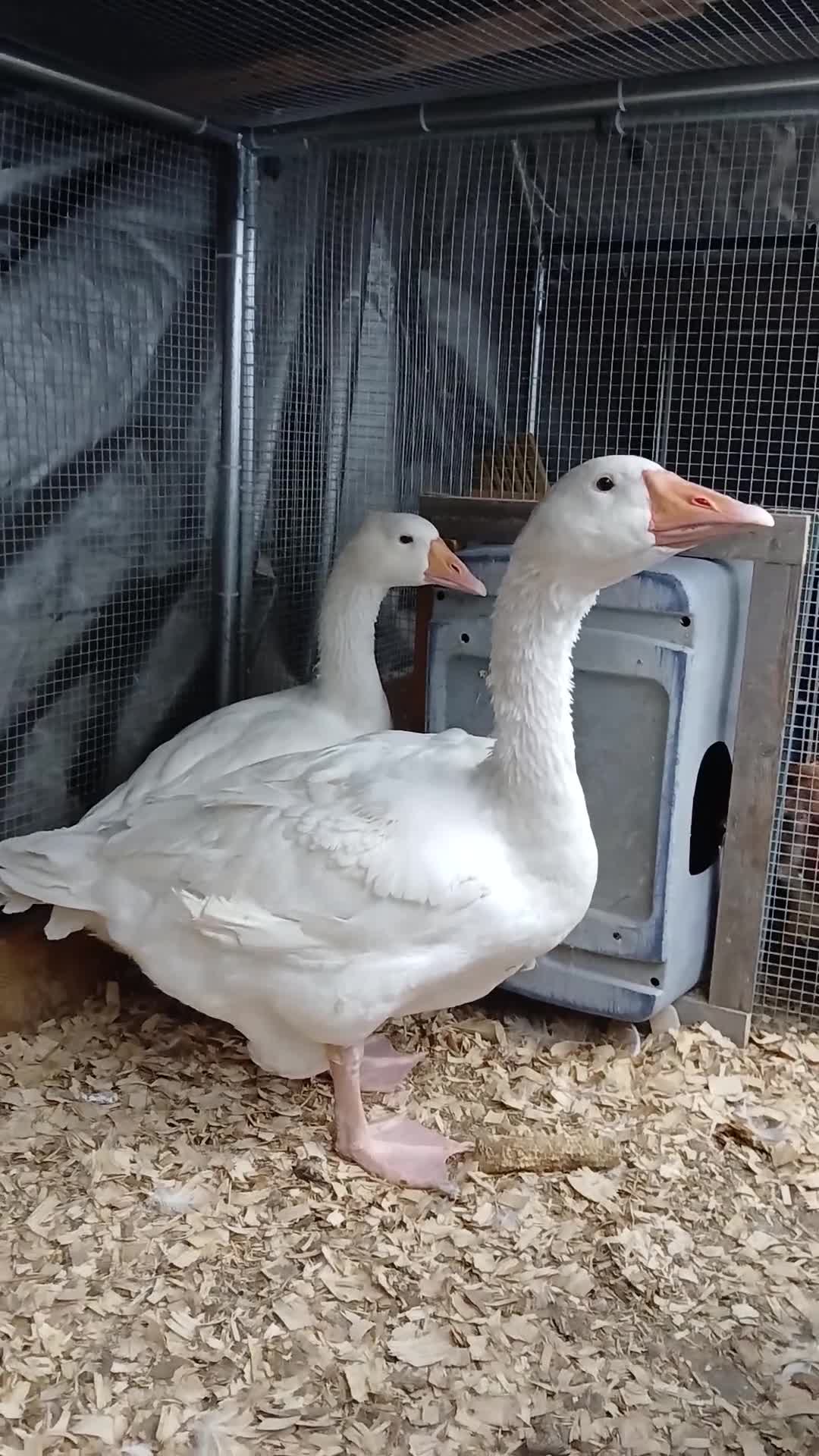 Geese poultry for sale: 2 x geese - Video 1