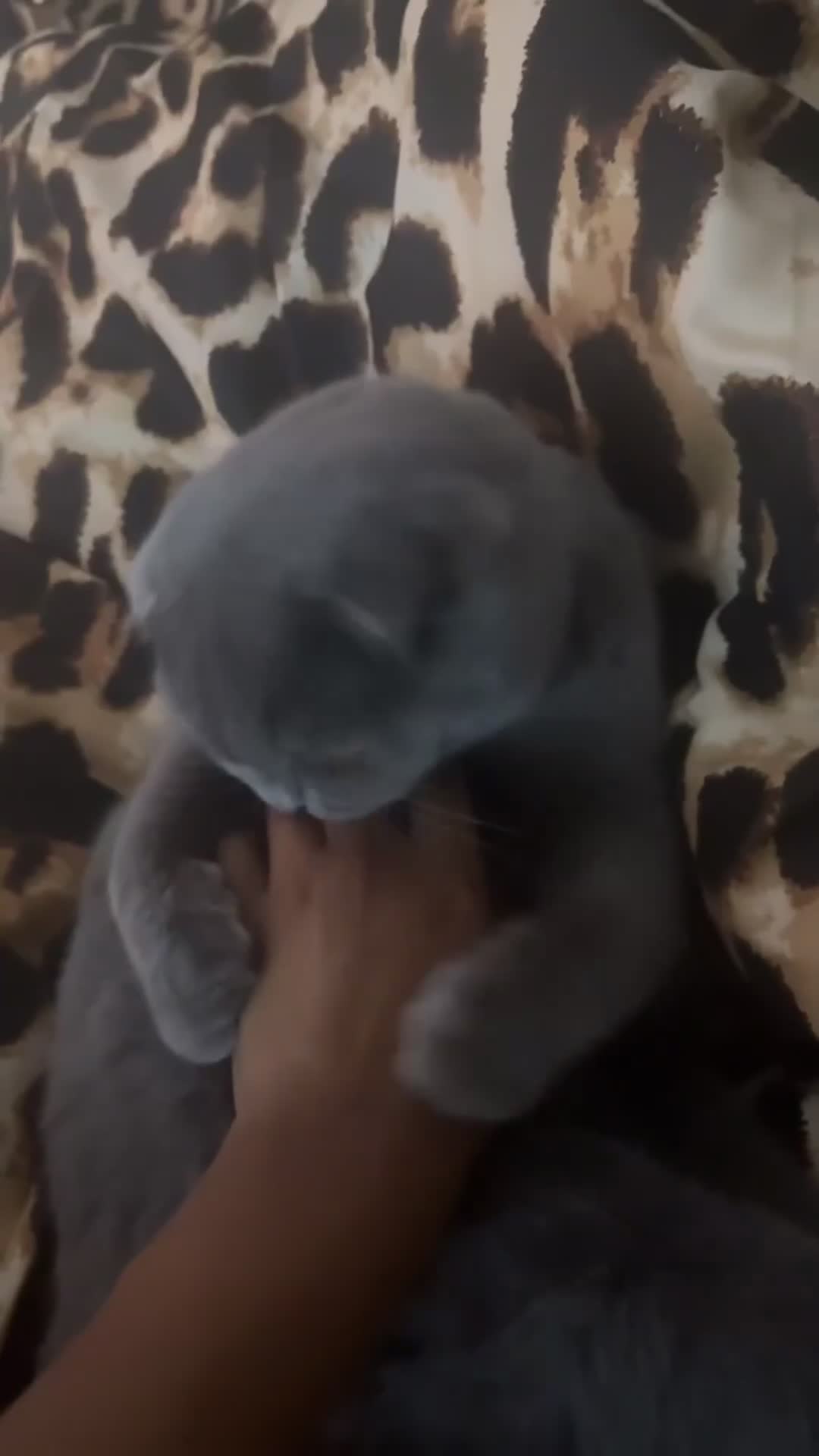Scottish Fold cats for sale: Scottish fold Kityen  in Manchester - Video 3