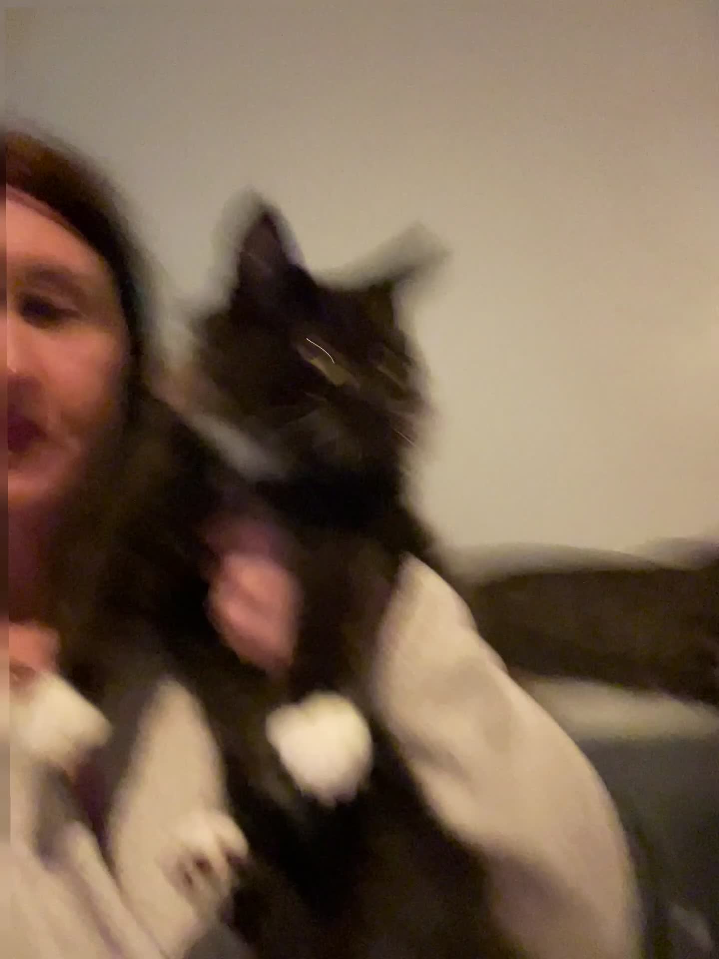 Maine Coon cats for sale: Maine coon cross - Video 1