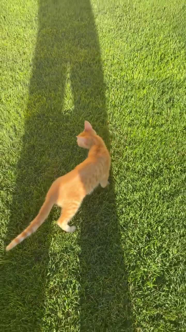 Mixed Breed cats for adoption: Mufa for adoption - Video 2