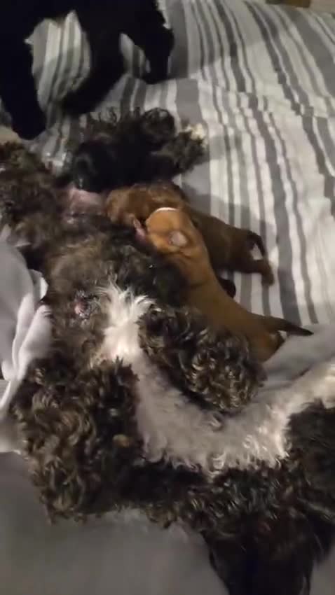 Shihpoo dogs for sale: Girl Shih poo  in Liverpool - Video 1