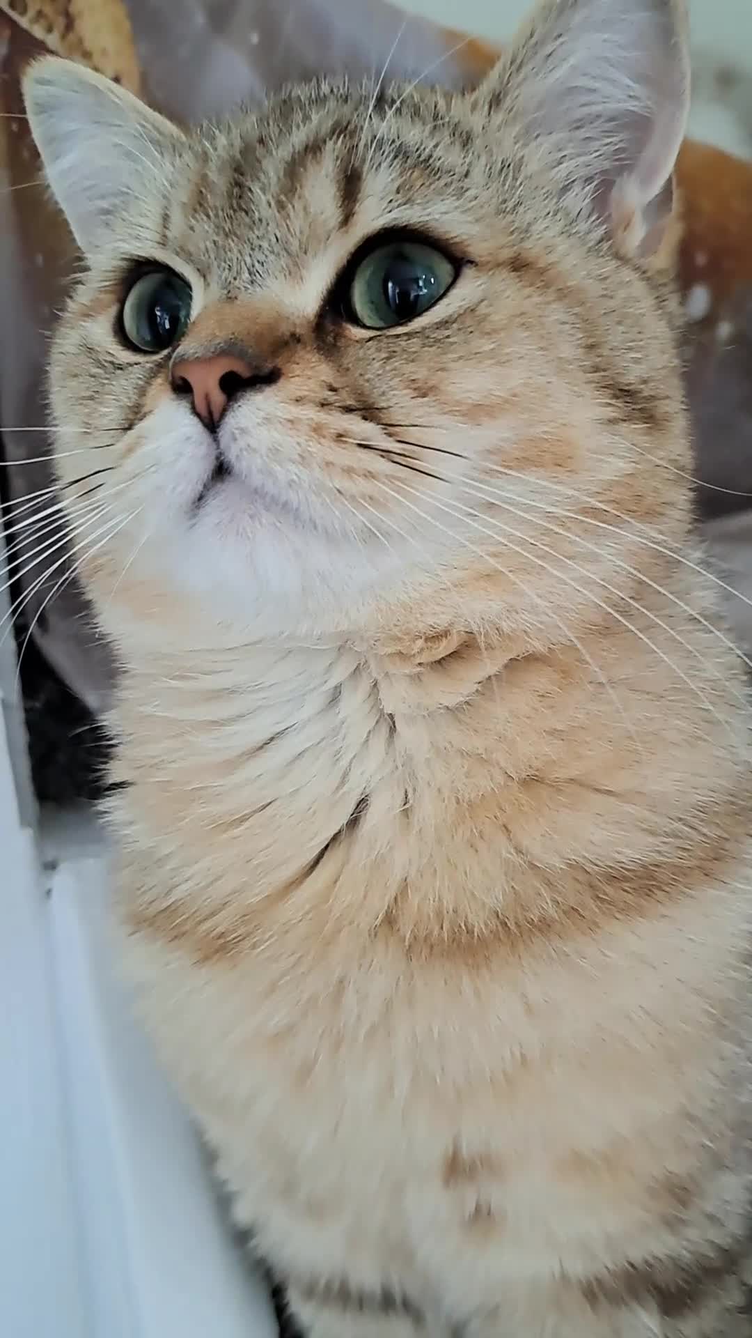 British Shorthair cats for sale: Stunning Black Golden BSH boy 💥 - Video 1