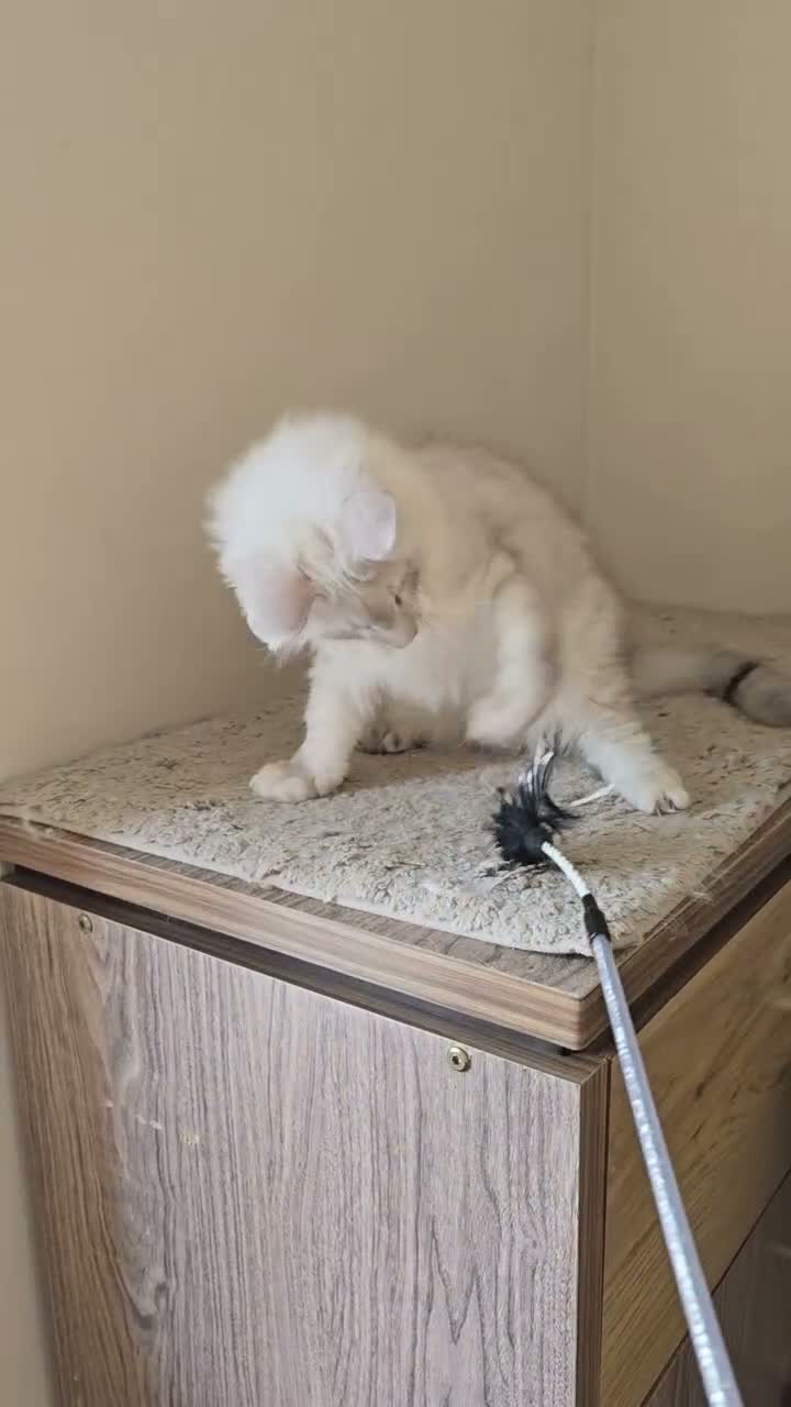 Maine Coon cats for sale: Stunning Silver Shaded Maine Coon kittens - Video 1