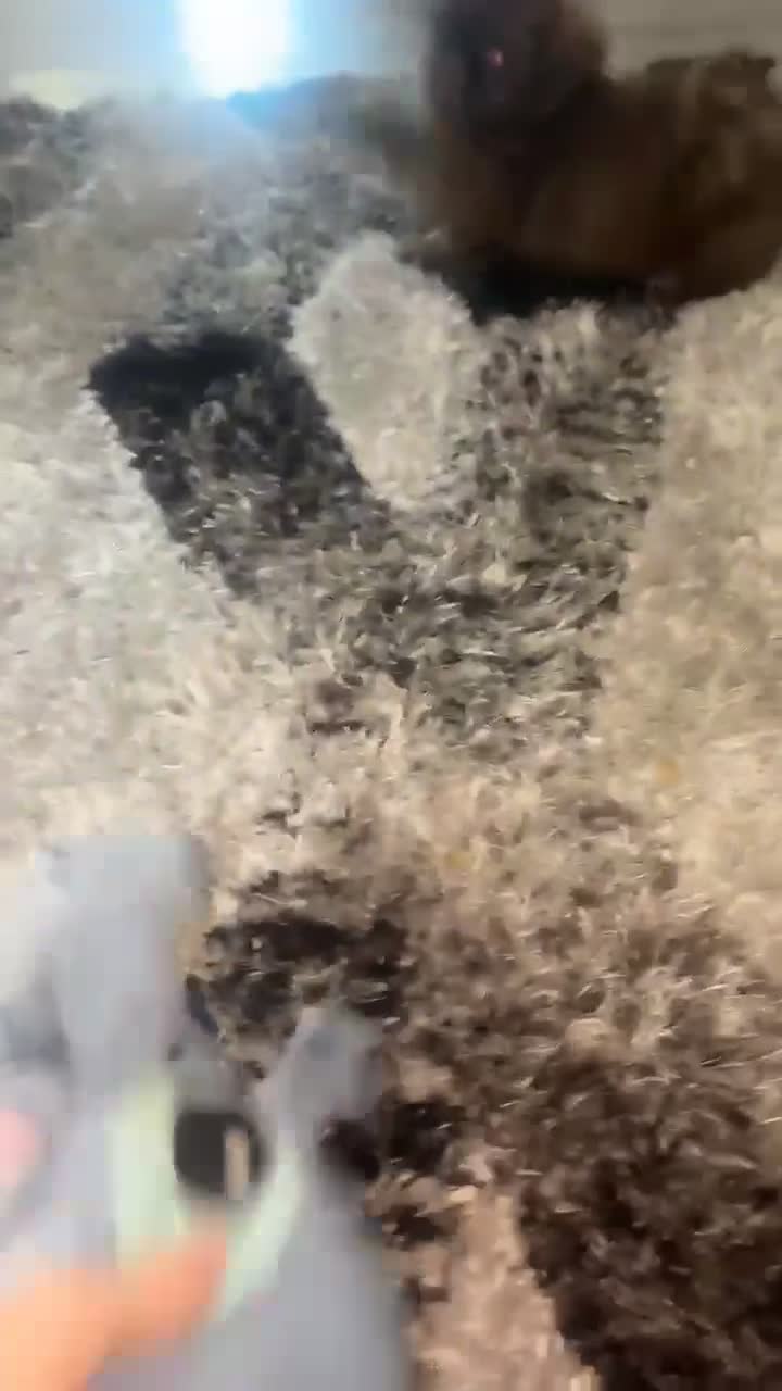 Shih Tzu dogs for sale: Reduced !Beautiful imperial choc & lav Shihzu pup  - Video 2