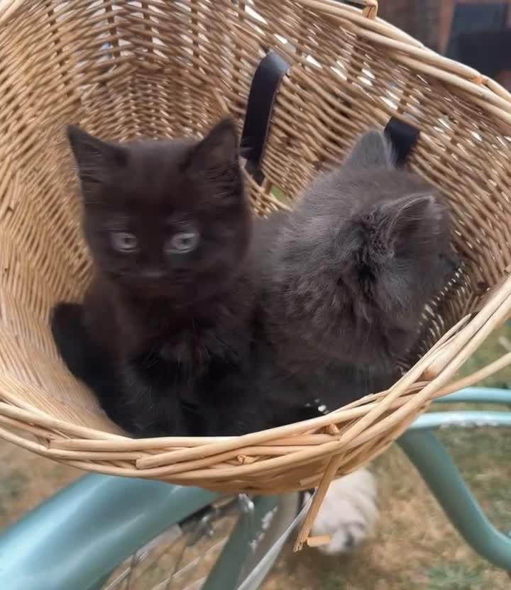 Mixed Breed cats for sale: Mixed breed  - Video 1