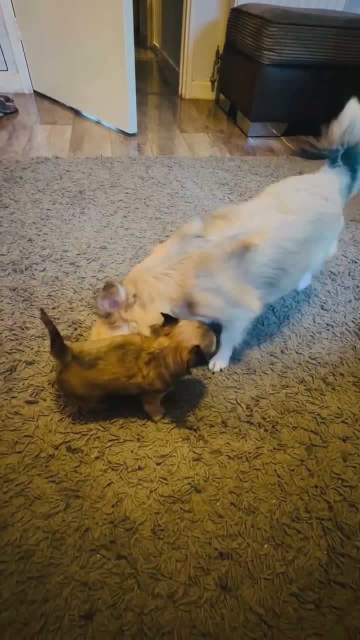 Chihuahua dogs for sale: Beautiful Male Long haired Chihuahua  - Video 4