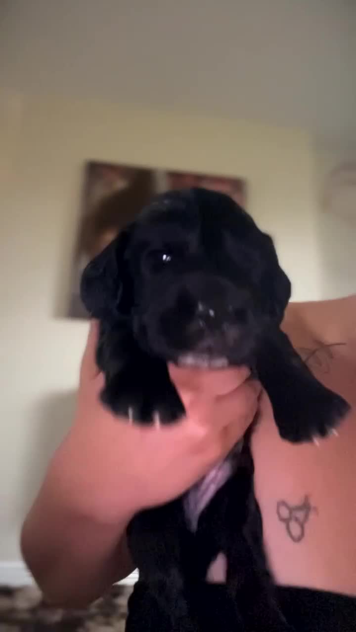 Cocker Spaniel dogs for sale: Merle Cocker Spaniel puppies 💖✨ - Video 1