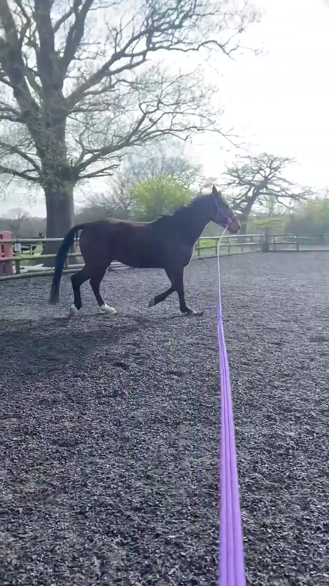 American Standardbred horses for sale: Brywin – 16.2hh 11yo American Standardbred gelding - Video 1