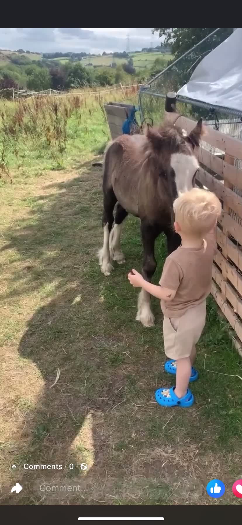 Irish Cob horses for sale: Stunning cob foal looking for new family. - Video 1