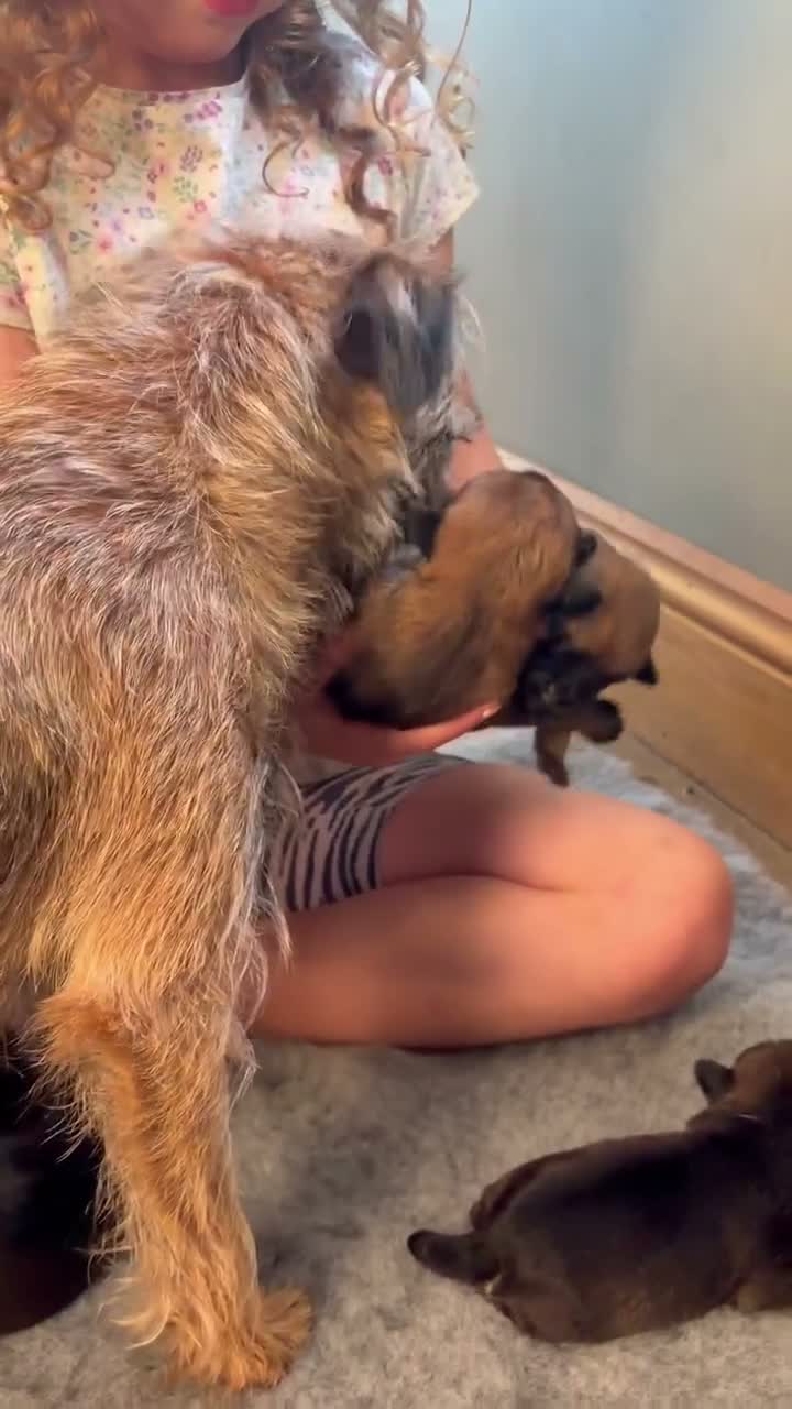 Border Terrier dogs for sale: * KC Registered Border Terrier Puppies *  - Video 3