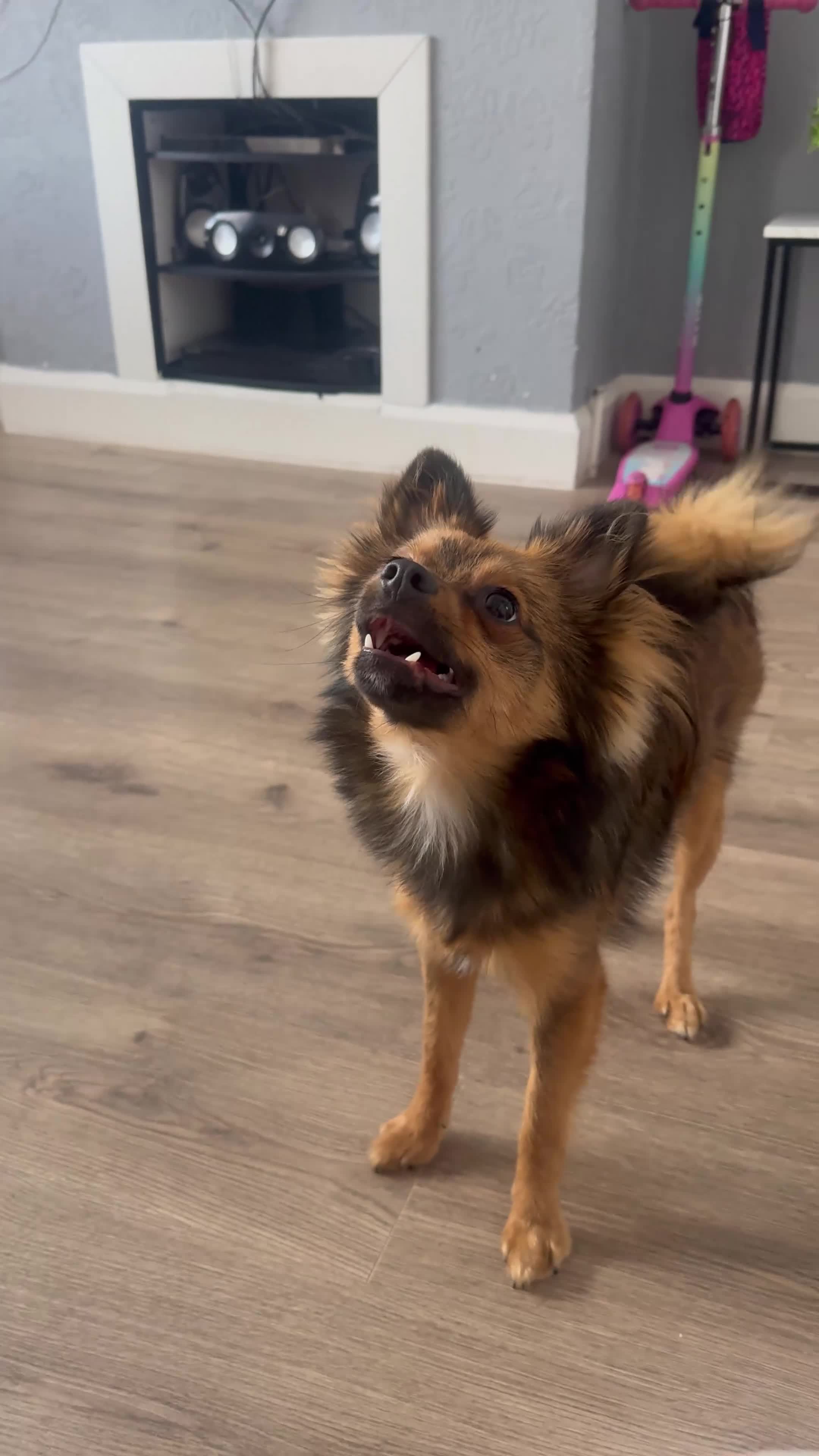 Pomeranian dogs for sale: Brindle pomeranian  in Bridgwater - Video 1
