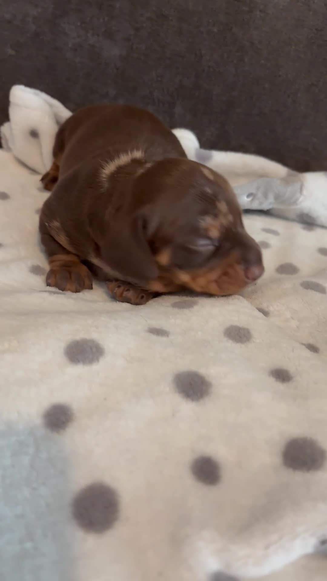 Miniature Dachshund dogs for sale: Miniature daschund  - Video 2