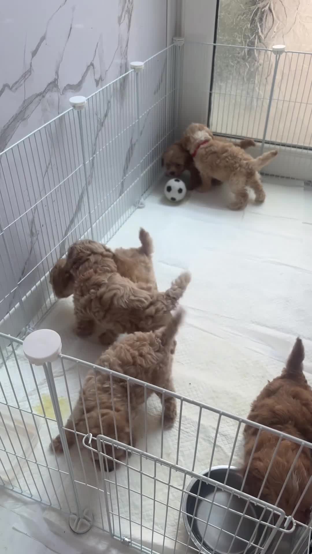 Cavapoo dogs for sale: Beautiful Cavapoo Puppies - Video 1