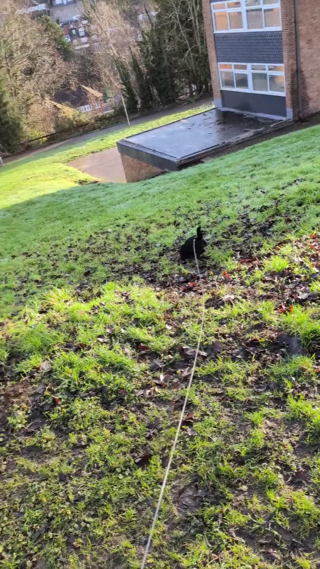 Mixed Breed dogs for sale: 8 month jack Russell/ chihuahua  - Video 1