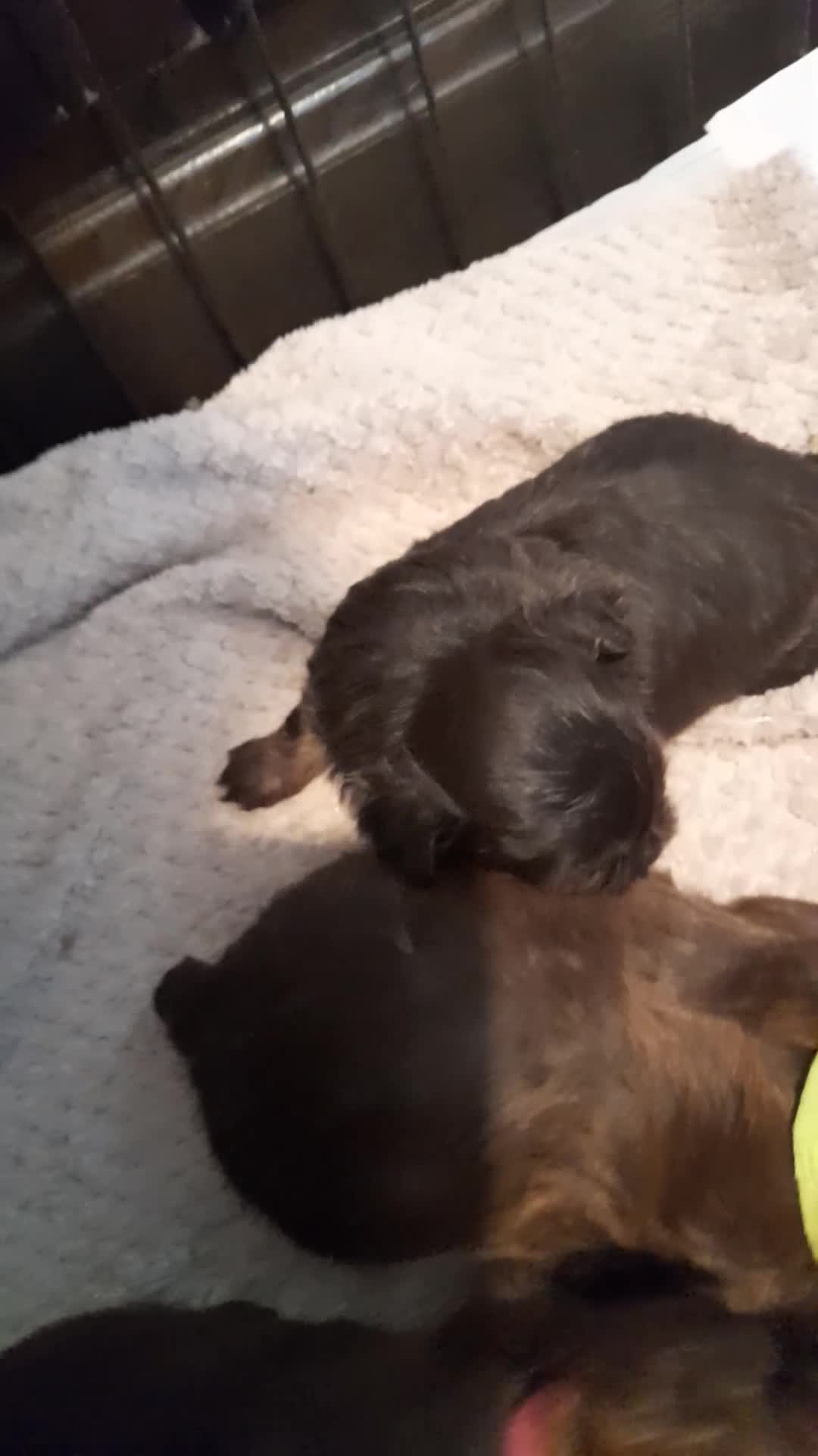 Malshi dogs for sale: Malshi - Video 4