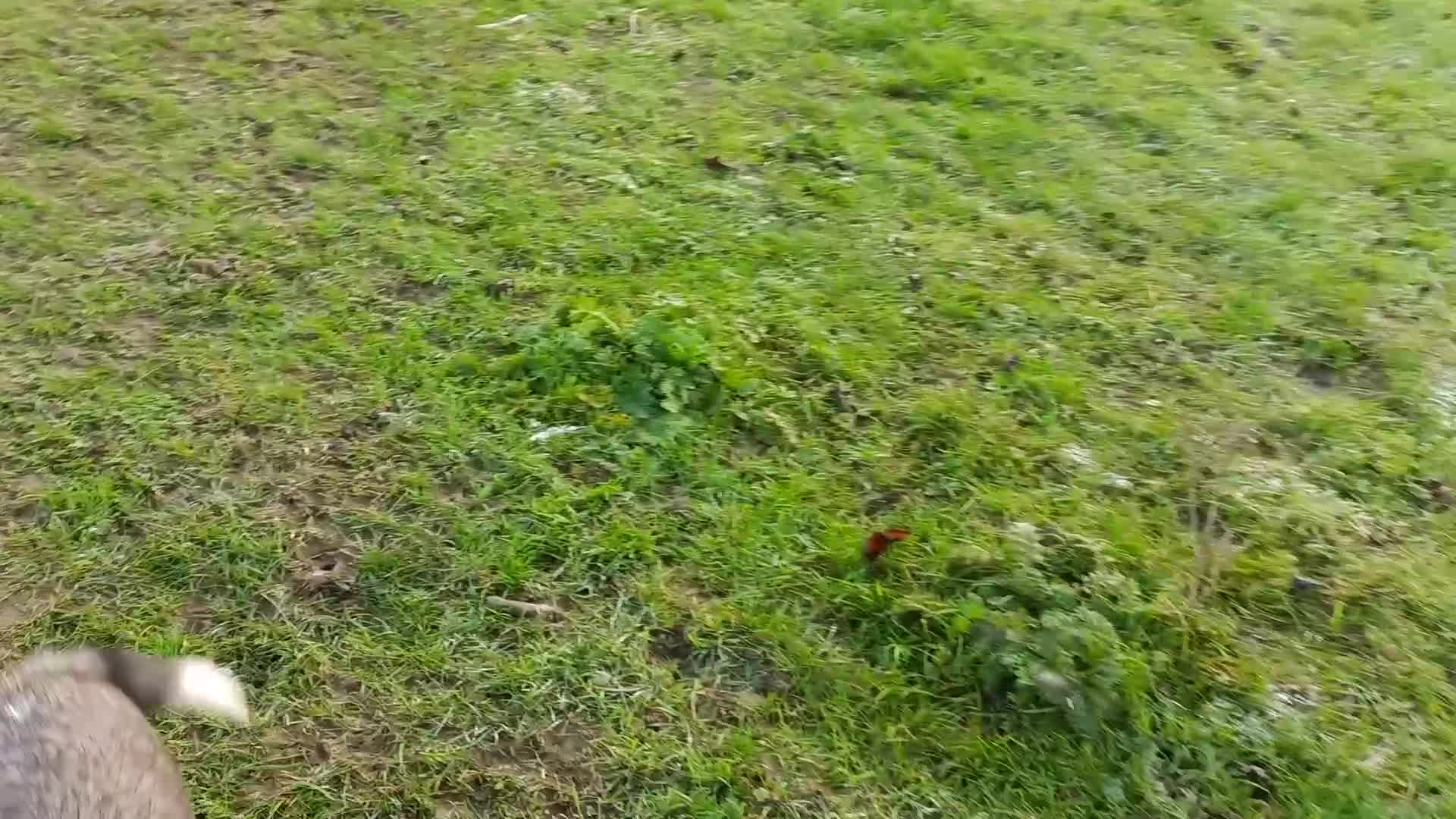 Saint Bernard dogs for sale: Exceptional litter of fabulous quality Saints  - Video 1