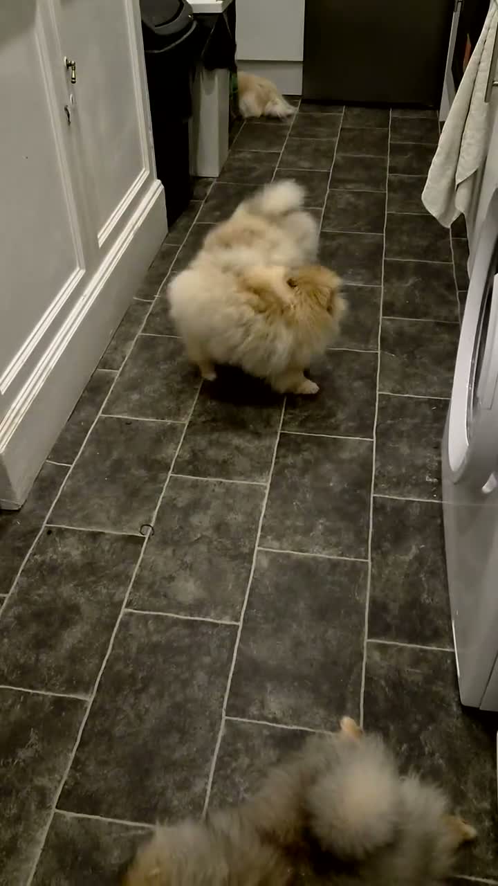 Pomeranian dogs for sale: High quality Show class potential Pomeranians  - Video 2