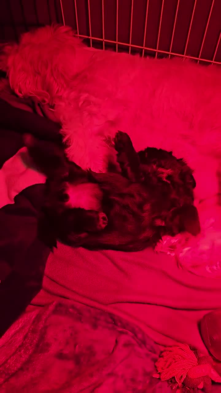 Shih Tzu dogs for sale: Adorable Black Shih Tzu Puppy  in Hinckley - Video 1